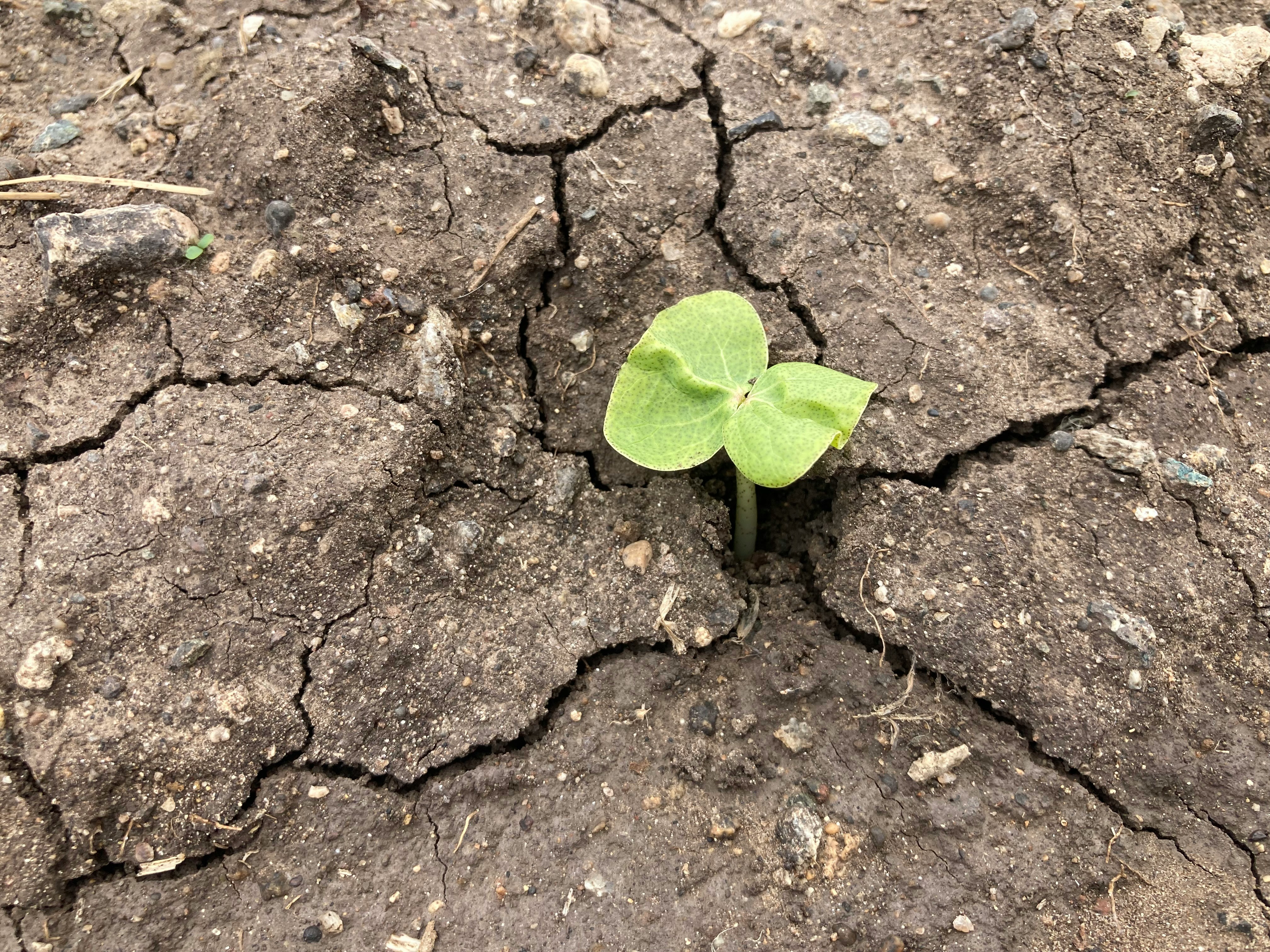 green leaf growing between concrete